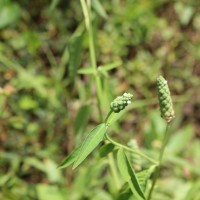 Sphenoclea zeylanica Gaertn.